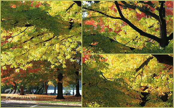 Fall Foliage/Prospect Park, Brooklyn