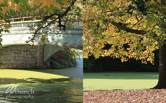 Fall Foliage/Prospect Park, Brooklyn