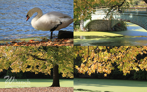 Fall Foliage/Prospect Park, Brooklyn