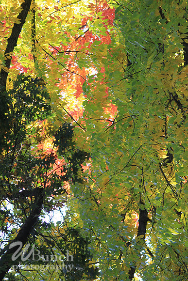 Fall Foliage/Prospect Park, Brooklyn