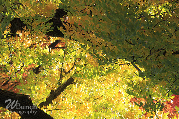 Fall Foliage/Prospect Park, Brooklyn