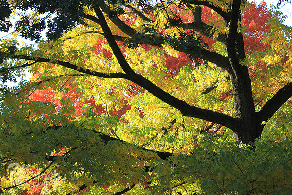 Fall Foliage/Prospect Park, Brooklyn