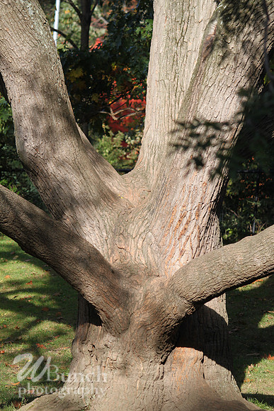 Fall Foliage/Prospect Park, Brooklyn