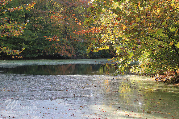 Fall Foliage/Prospect Park, Brooklyn