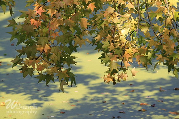 Fall Foliage/Prospect Park, Brooklyn