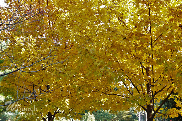 Prospect Park 2 , 11-01-18, WBunchphotography.com (16)