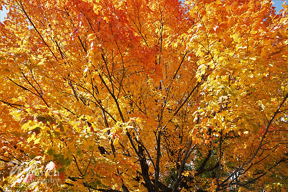 Prospect Park 2 , 11-01-18, WBunchphotography.com (16)