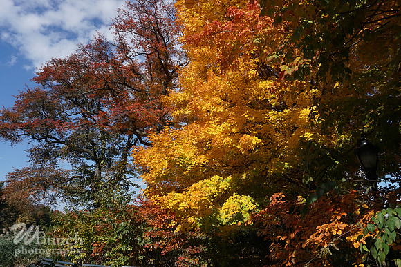 Prospect Park 2 , 11-01-18, WBunchphotography.com (16)