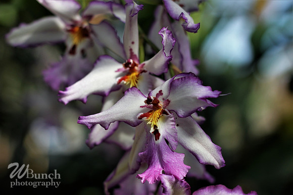 2019 Orchid Show - NYBC - 03-09-19, WBunchphotography (31)