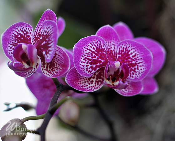 2019 Orchid Show - NYBC - 03-09-19, WBunchphotography (33)