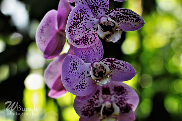 2019 Orchid Show - NYBC - 03-09-19, WBunchphotography (44)