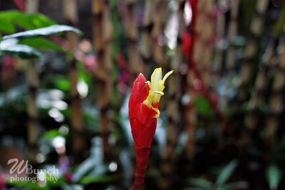 2019 Orchid Show - NYBC - 03-09-19, WBunchphotography (102)