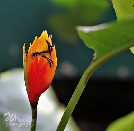 2019 Orchid Show - NYBC - 03-09-19, WBunchphotography (106)