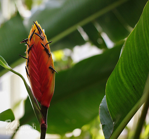 2019 Orchid Show - NYBC - 03-09-19, WBunchphotography (109)