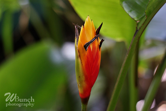 2019 Orchid Show - NYBC - 03-09-19, WBunchphotography (110)