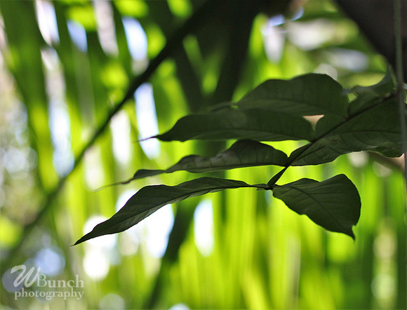 2019 Orchid Show - NYBC - 03-09-19, WBunchphotography (113)