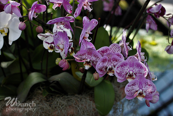 2019 Orchid Show - NYBC - 03-09-19, WBunchphotography (127)