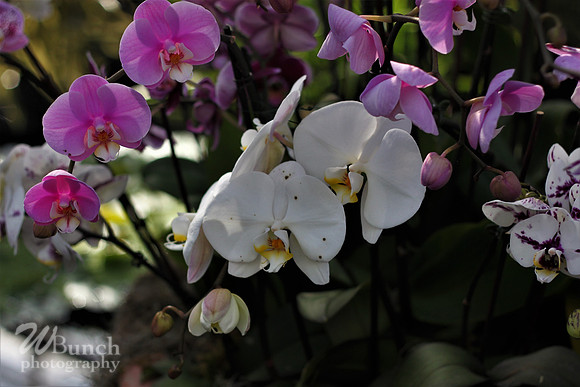2019 Orchid Show - NYBC - 03-09-19, WBunchphotography (128)