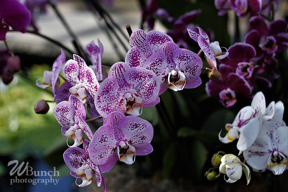 2019 Orchid Show - NYBC - 03-09-19, WBunchphotography (130)