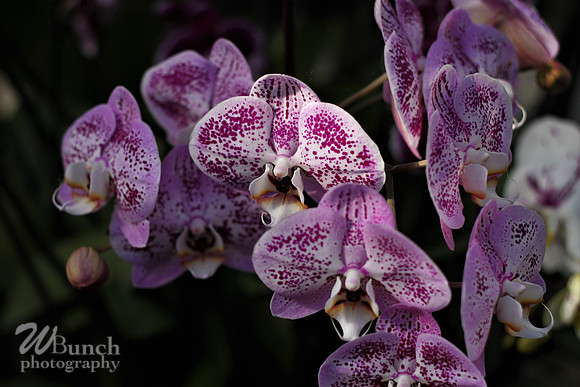 2019 Orchid Show - NYBC - 03-09-19, WBunchphotography (132)