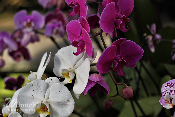 2019 Orchid Show - NYBC - 03-09-19, WBunchphotography (133)