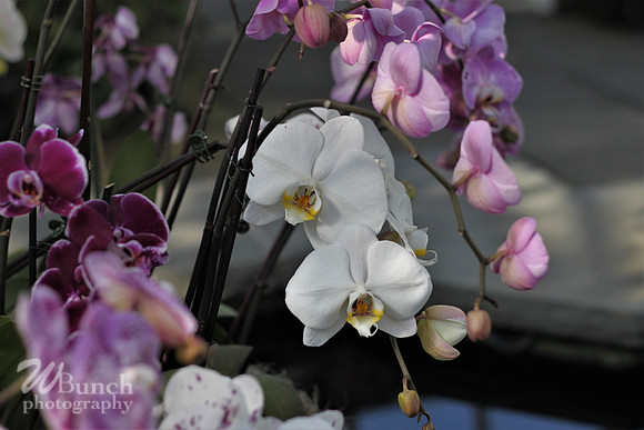2019 Orchid Show - NYBC - 03-09-19, WBunchphotography (134)