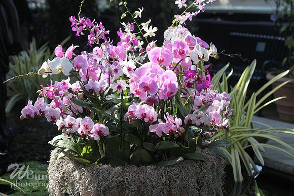 2019 Orchid Show - NYBC - 03-09-19, WBunchphotography (138)