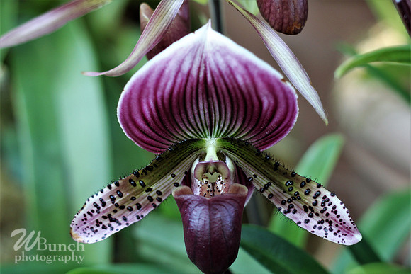 2019 Orchid Show - NYBC - 03-09-19, WBunchphotography (168)