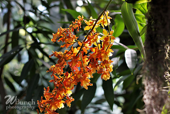 2019 Orchid Show - NYBC - 03-09-19, WBunchphotography (72)