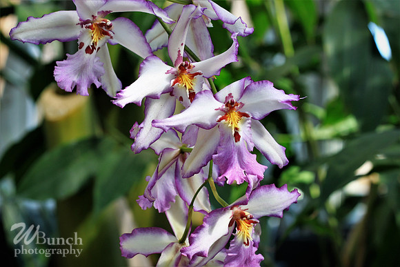 2019 Orchid Show - NYBC - 03-09-19, WBunchphotography (28)