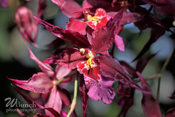 2019 Orchid Show - NYBC - 03-09-19, WBunchphotography (39)