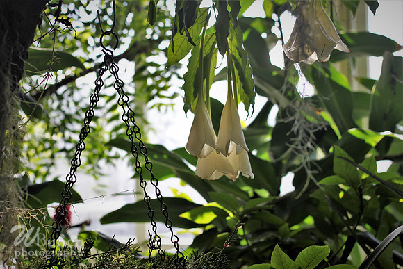 2019 Orchid Show - NYBC - 03-09-19, WBunchphotography (52)