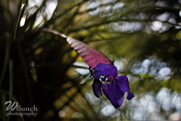 2019 Orchid Show - NYBC - 03-09-19, WBunchphotography (176)