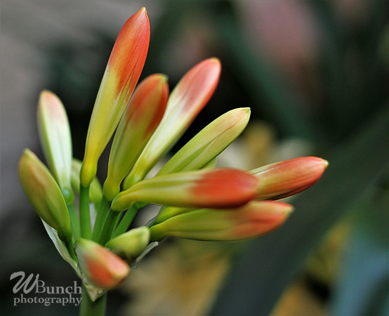 2019 Orchid Show - NYBC - 03-09-19, WBunchphotography (230)