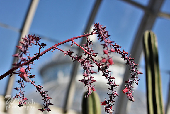 2019 Orchid Show - NYBC - 03-09-19, WBunchphotography (243)