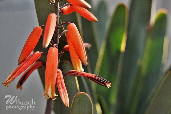2019 Orchid Show - NYBC - 03-09-19, WBunchphotography (277)
