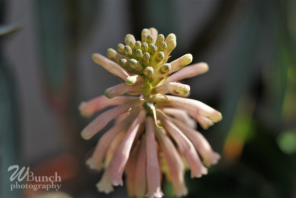 2019 Orchid Show - NYBC - 03-09-19, WBunchphotography (278)