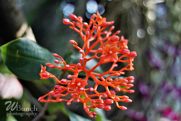 2019 Orchid Show - NYBC - 03-09-19, WBunchphotography (336)