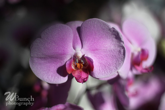 2019 Orchid Show - NYBC - 03-09-19, WBunchphotography (372)