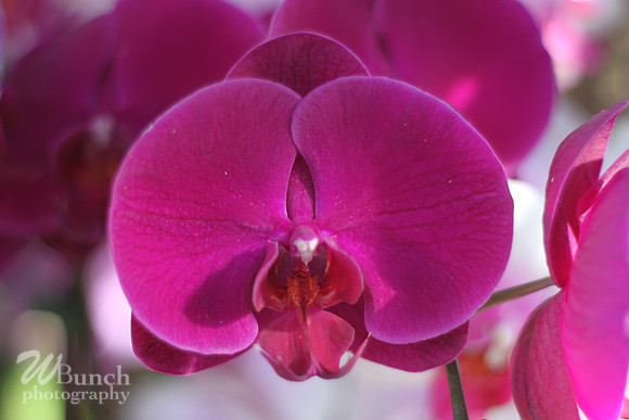 2019 Orchid Show - NYBC - 03-09-19, WBunchphotography (375)