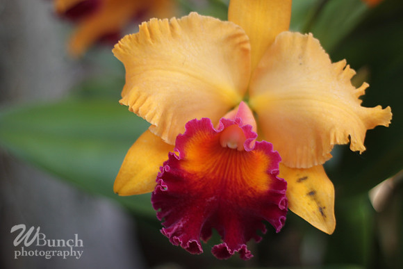 2019 Orchid Show - NYBC - 03-09-19, WBunchphotography (395)