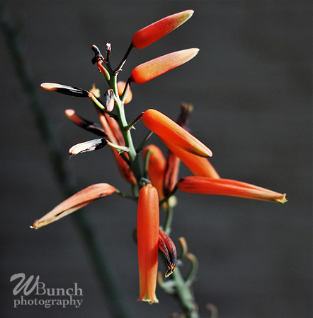 2019 Orchid Show - NYBC - 03-09-19, WBunchphotography (468)