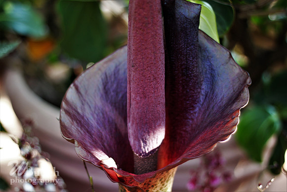 2019 Orchid Show - NYBC - 03-09-19, WBunchphotography (476)