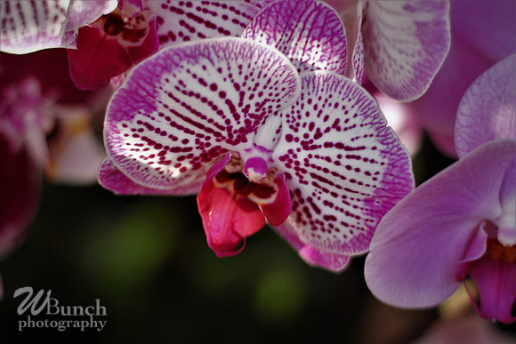 2019 Orchid Show - NYBC - 03-09-19, WBunchphotography (495)