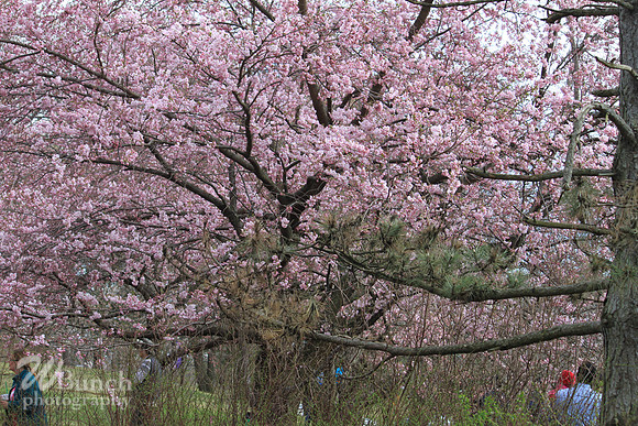 Branch Brook Park