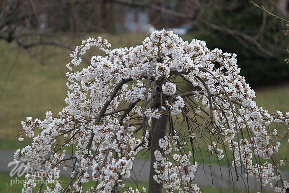 Branch Brook Park