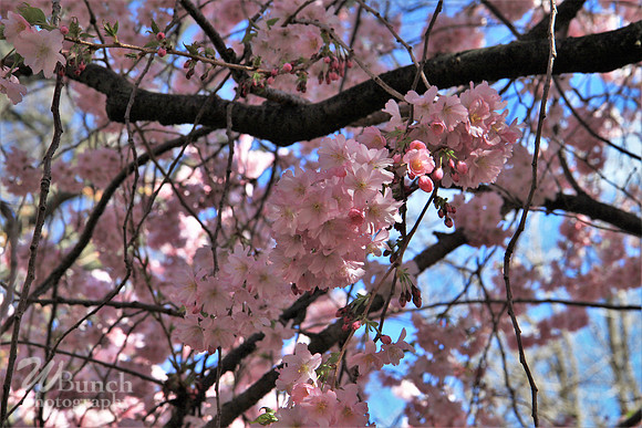 Brooklyn Botanic Gardens - Cherry Blossoms 04-22-18- WBunchphotography (4)