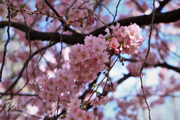 Brooklyn Botanic Gardens - Cherry Blossoms 04-22-18- WBunchphotography (6)