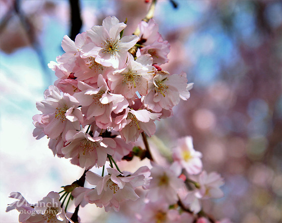 Brooklyn Botanic Gardens - Cherry Blossoms 04-22-18- WBunchphotography (9)