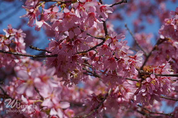 Branch Brook Park , Cherry Blossom &  10K Run 04-07-19 - WBunchphotography (89)
